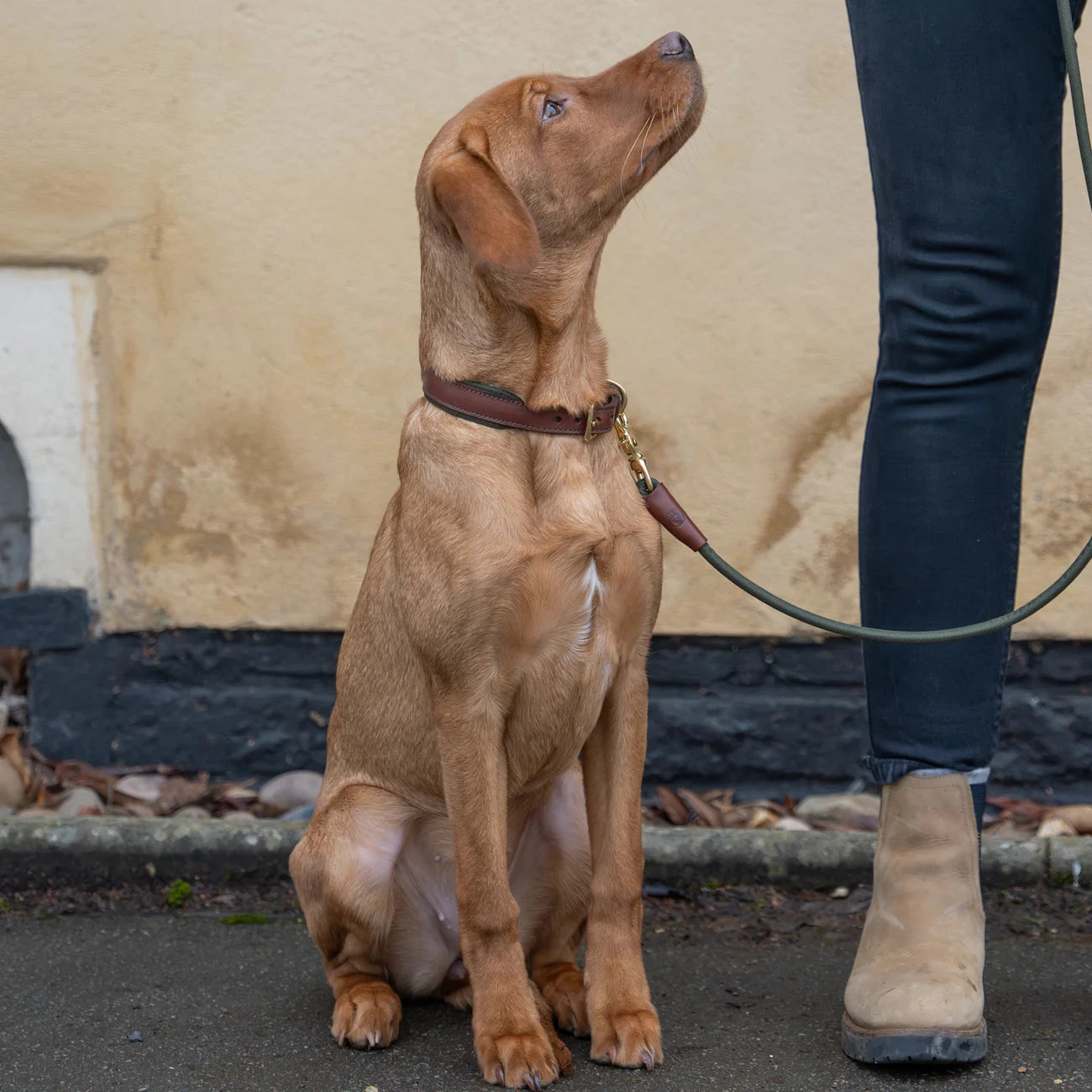 Morston Padded Leather Dog Collar - Olive