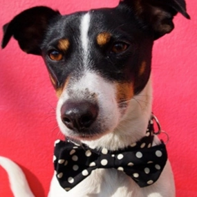 Mr Phillips Bow Tie Designer Dog Collar