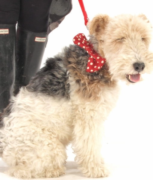 Mrs Phillips Bow Tie Designer Dog Collar