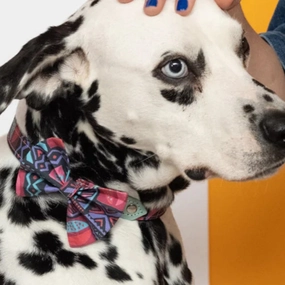 Mud Cloth Dog Bow Tie by Hiro and Wolf