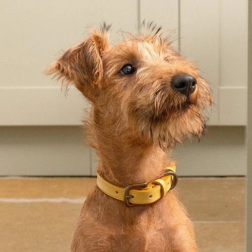 Mustard Full Leather Dog Collar
