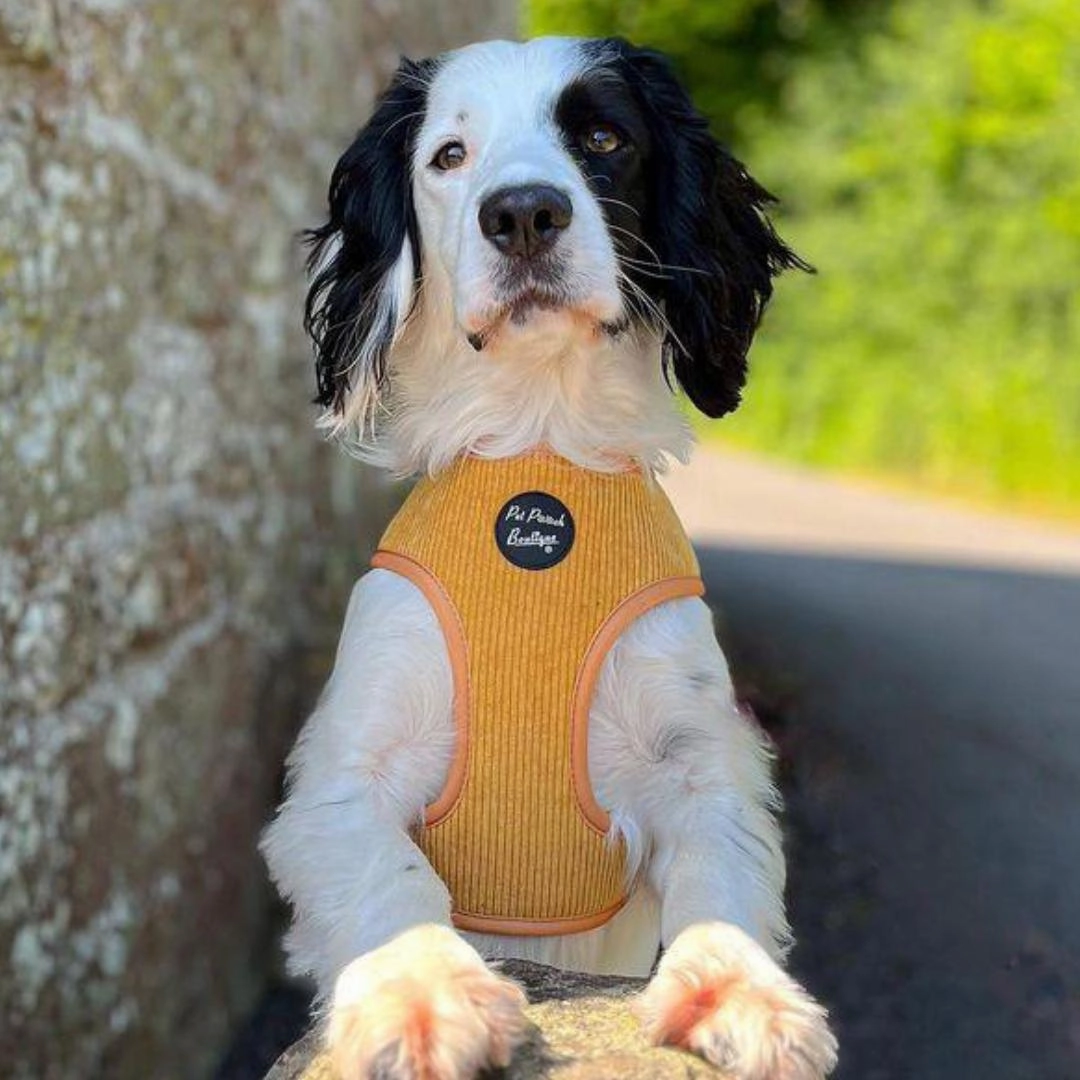 Mustard Yellow Cord Dog Harness