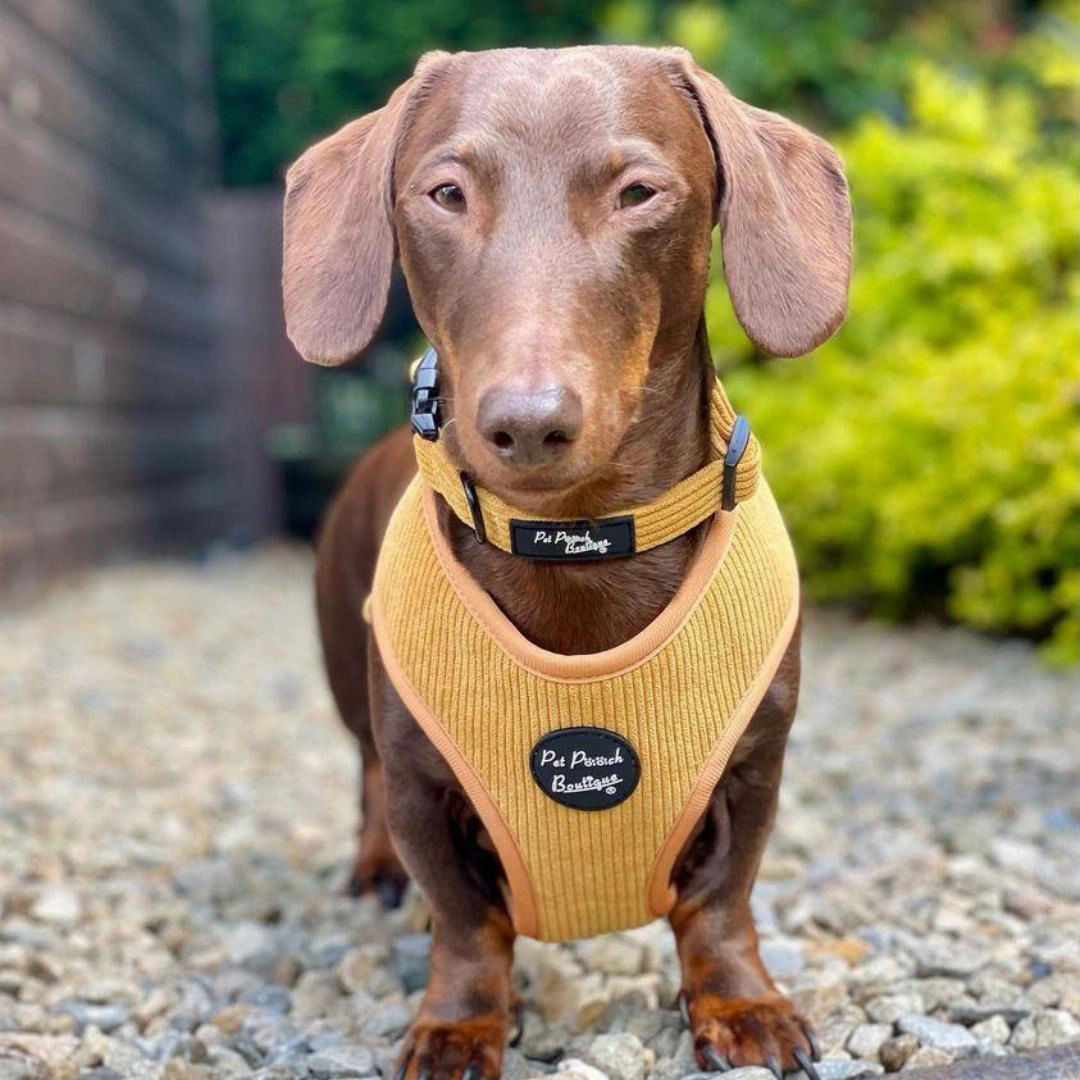 Mustard Yellow Cord Dog Harness