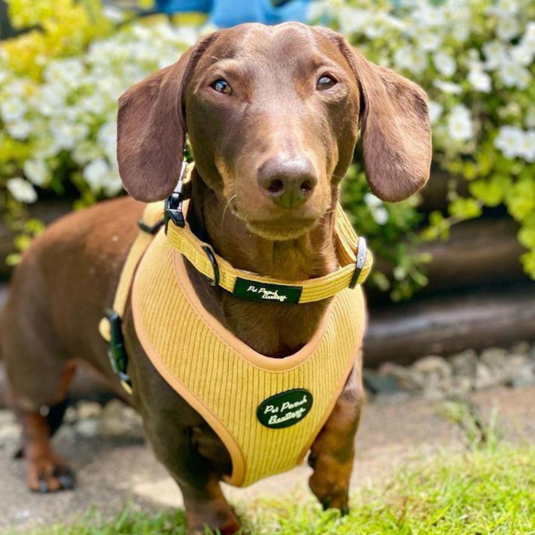 Mustard Yellow Cord Dog Harness