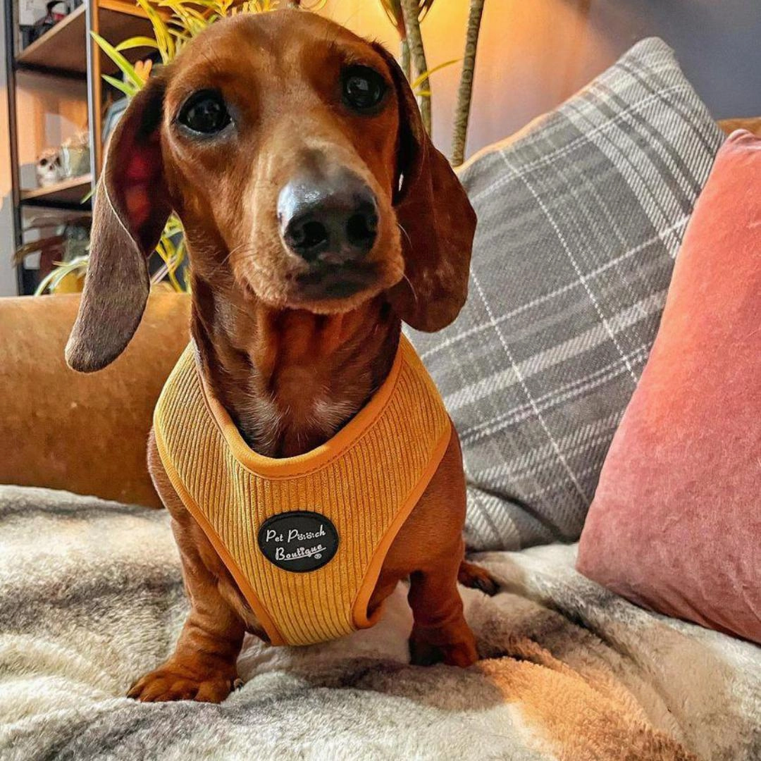 Mustard Yellow Cord Dog Harness