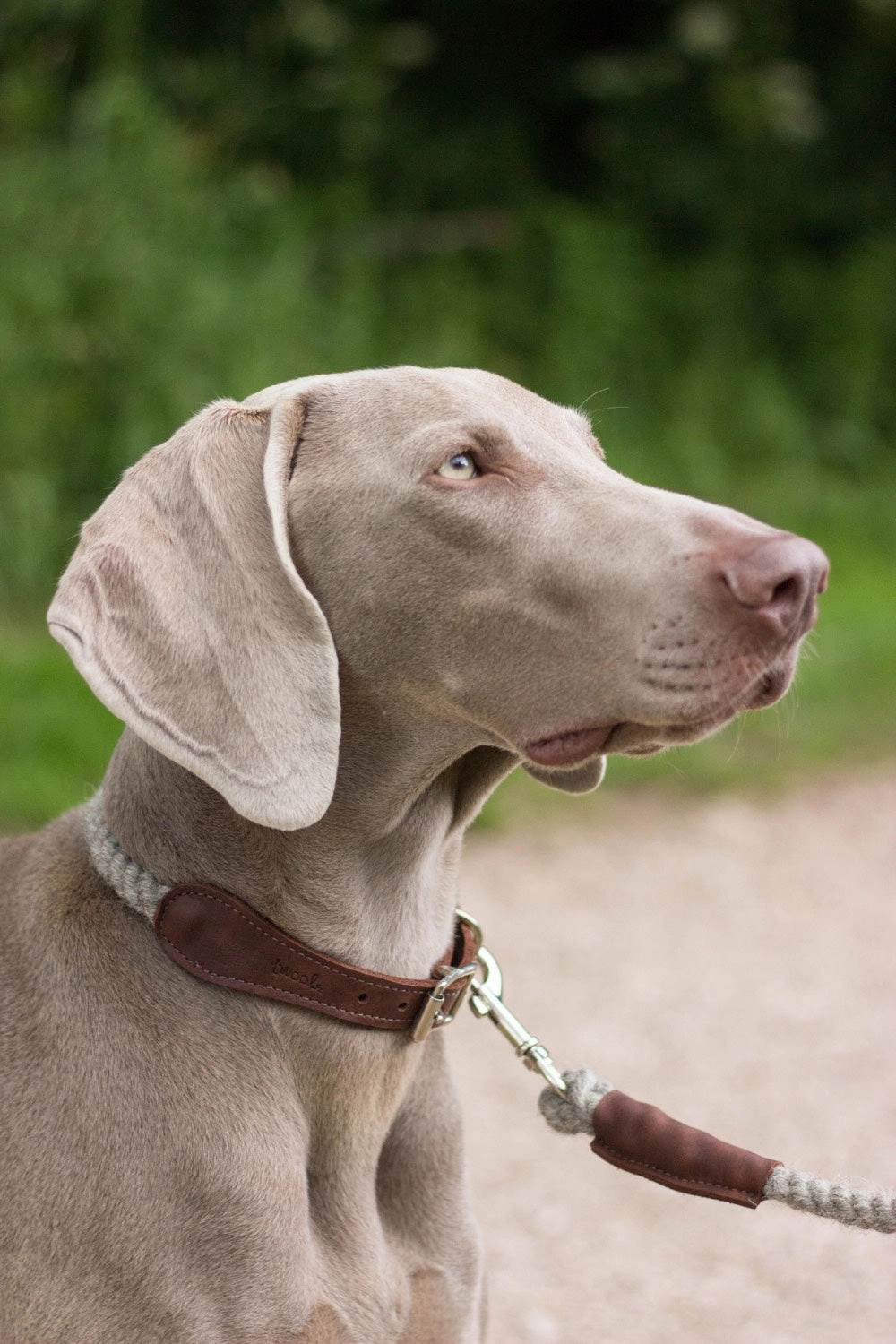 Natural Undyed 100% British Wool Dog Collar