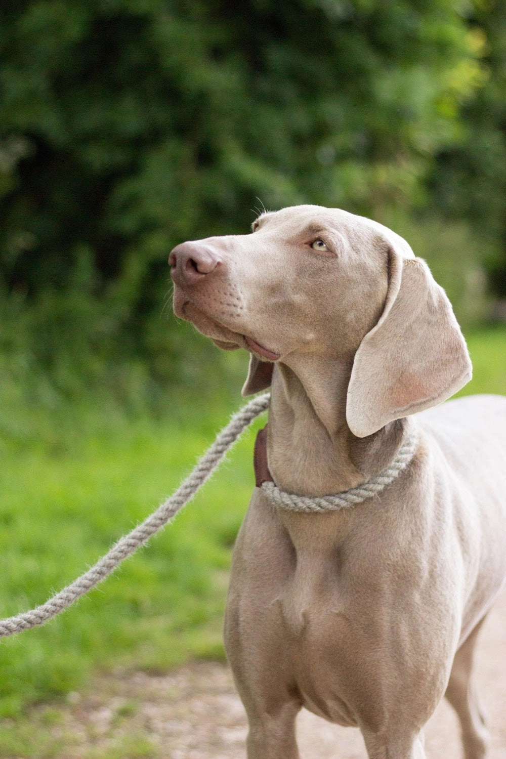 Natural Undyed 100% British Wool Dog Collar