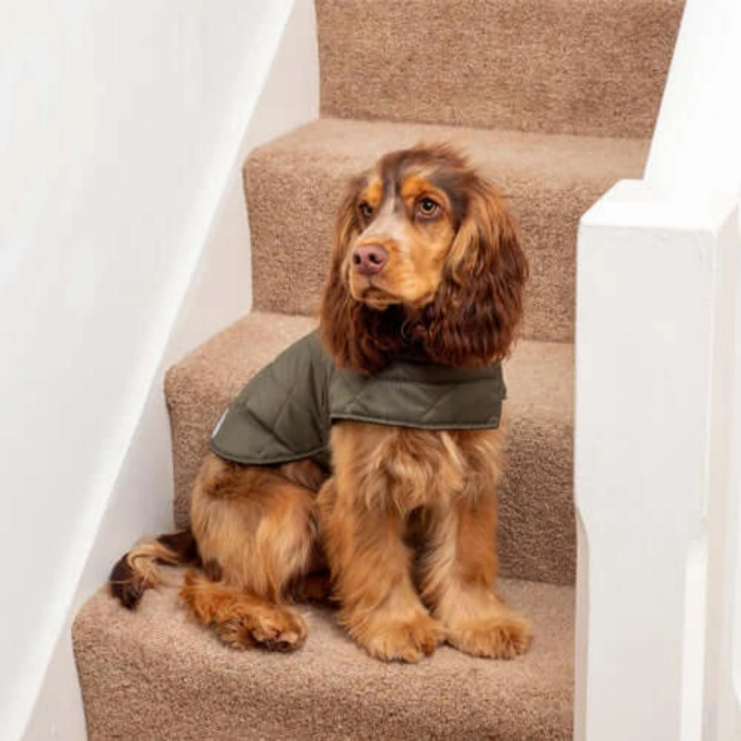 Olive Quilted Waterproof Dog Coat