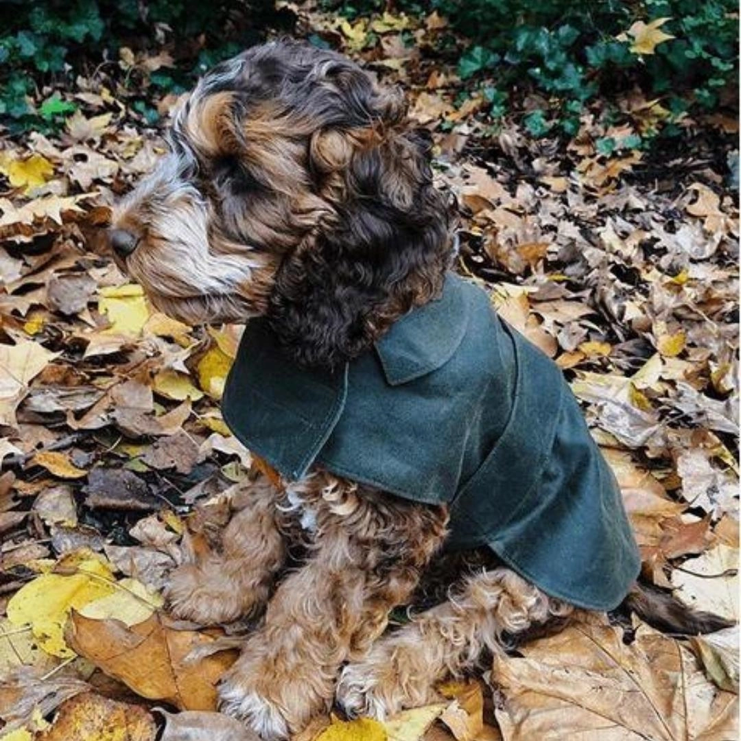 Olive Waxed Waterproof Dog Coat