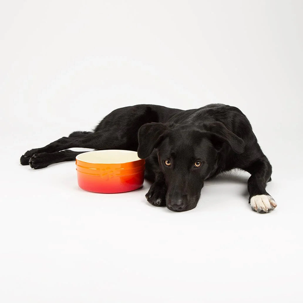 Ombre 2 Piece Dog Food & Water Bowl Set - Orange