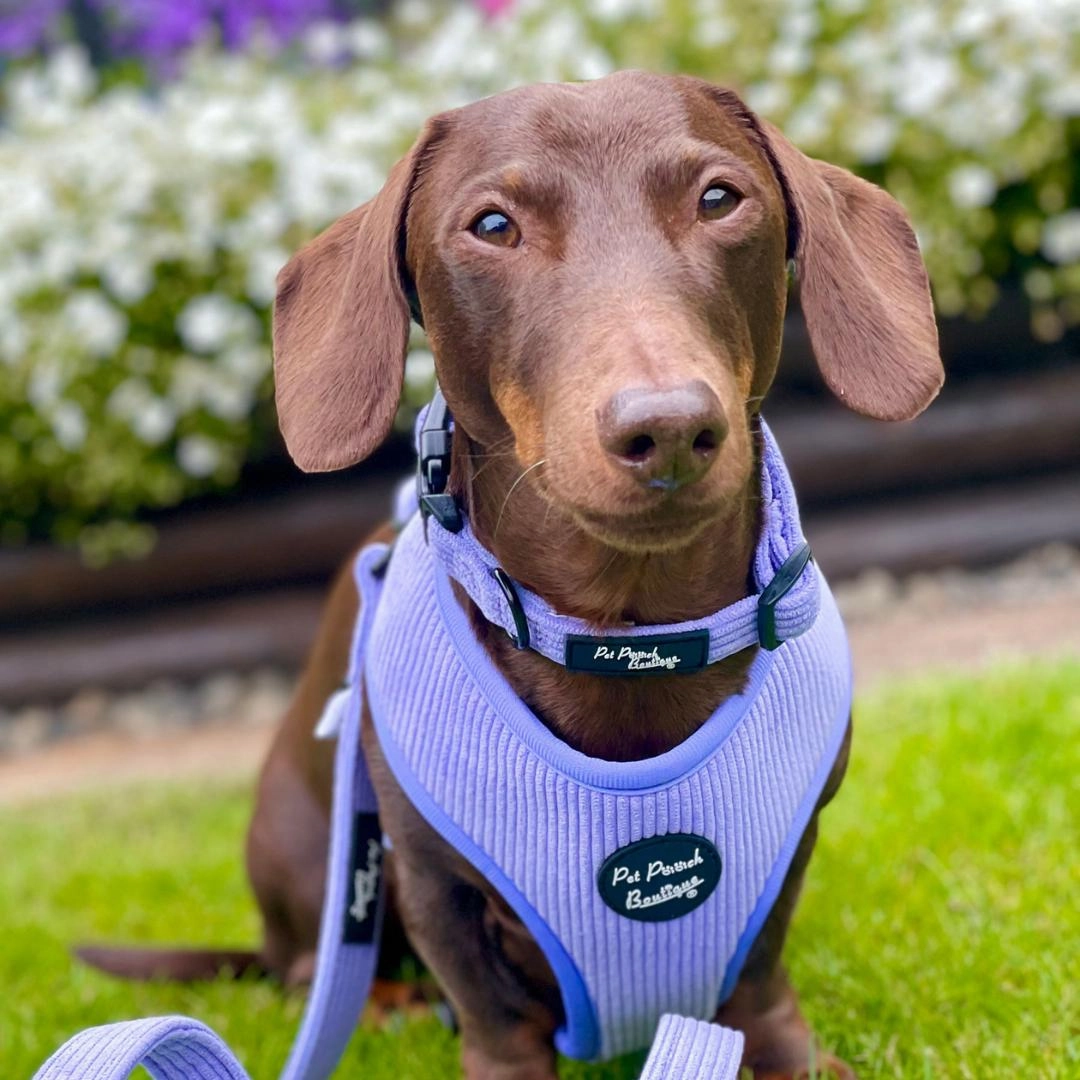 Pastel Purple Cord Dog Harness
