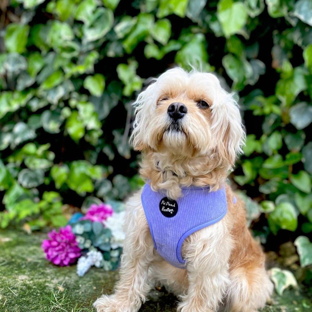 Pastel Purple Cord Dog Harness