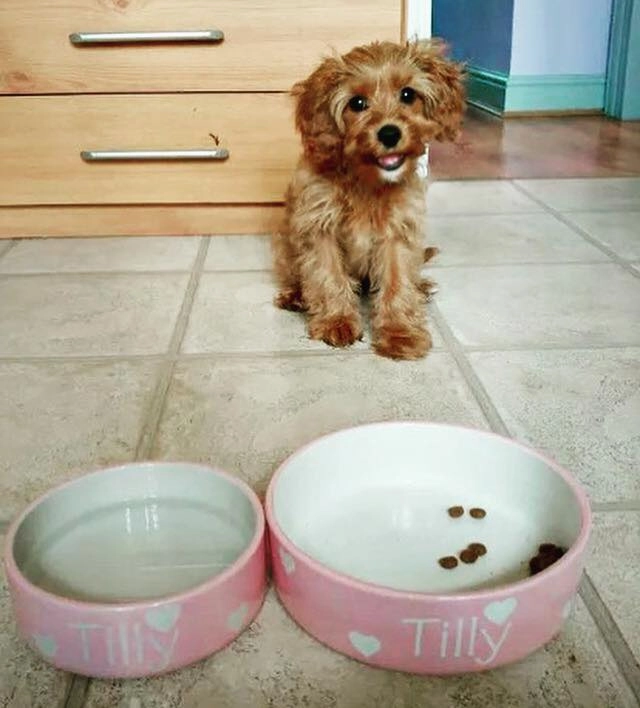 Personalised Ceramic Polka Dots Dog Bowls
