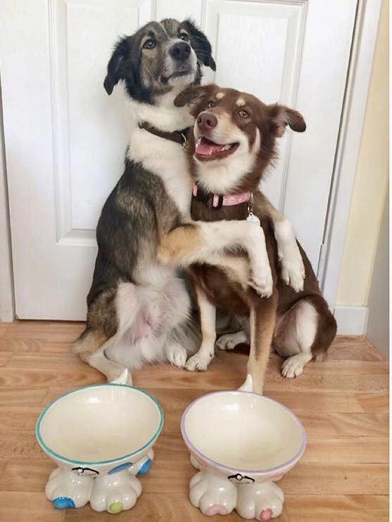 Personalised Ceramic Spotty Dog Legs Bowls