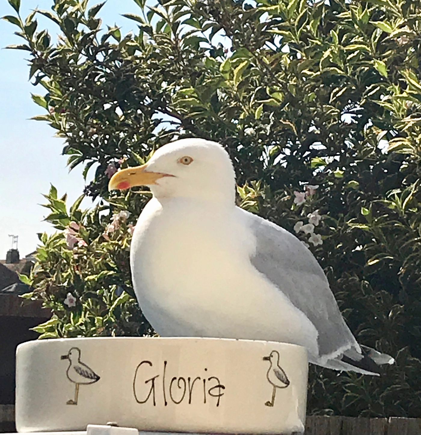Personalised Seagull Stamp Dog Bowls