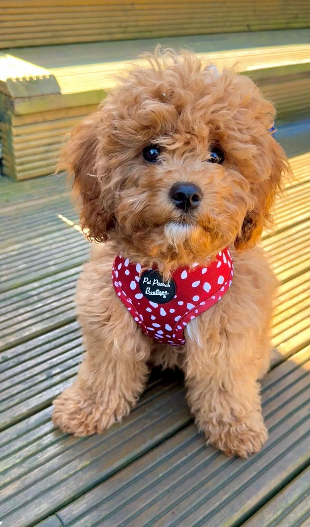 Poppy Toadstool Polka Dog Harness