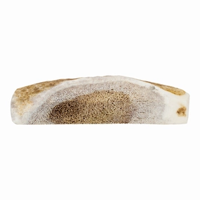 Primal Antler Elk Split Small