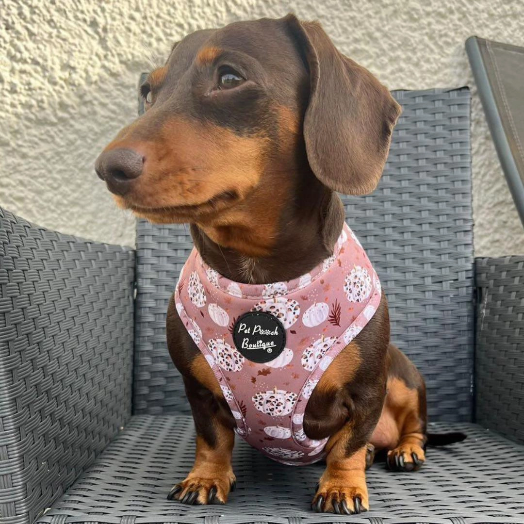 Pumpkin Leopard Latte Dog Harness