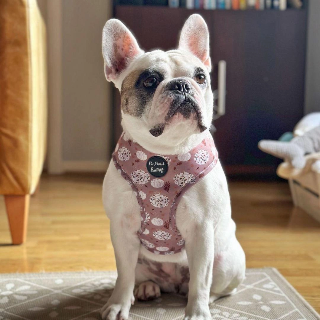 Pumpkin Leopard Latte Dog Harness