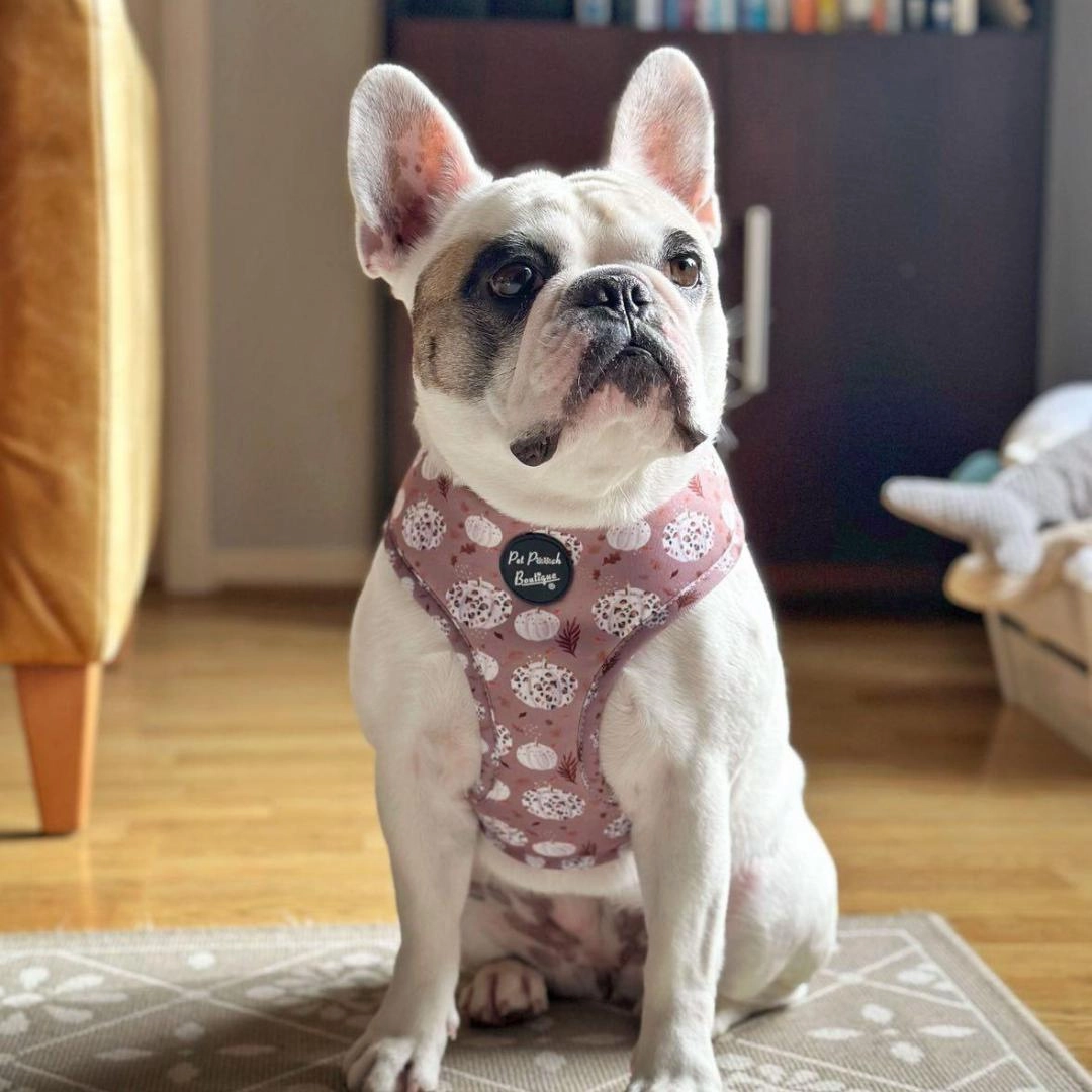 Pumpkin Leopard Latte Dog Harness