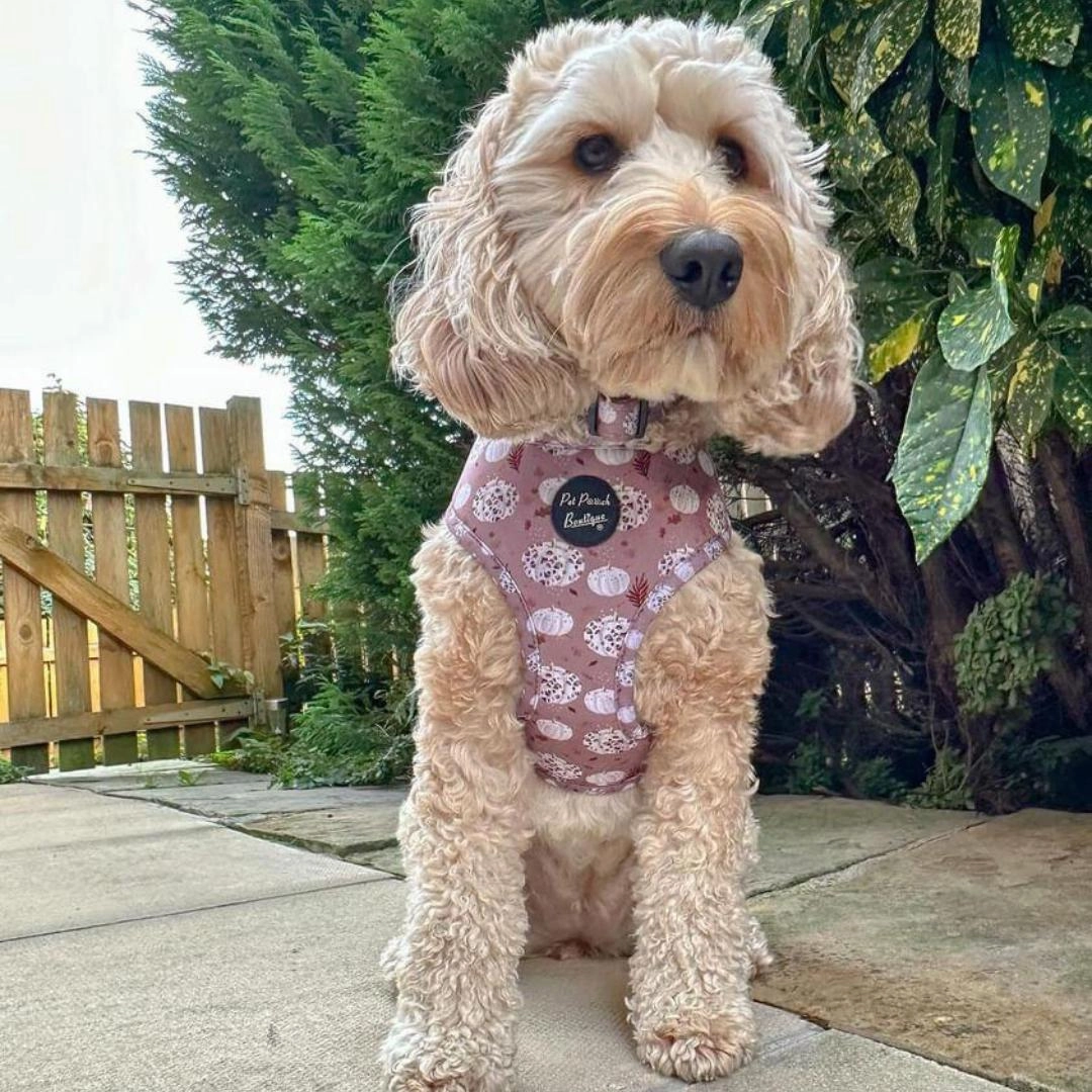 Pumpkin Leopard Latte Dog Harness