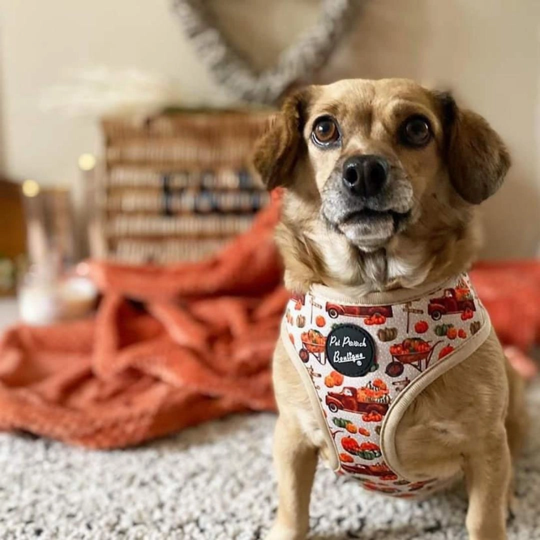 Pumpkin Patch Cart Dog Harness