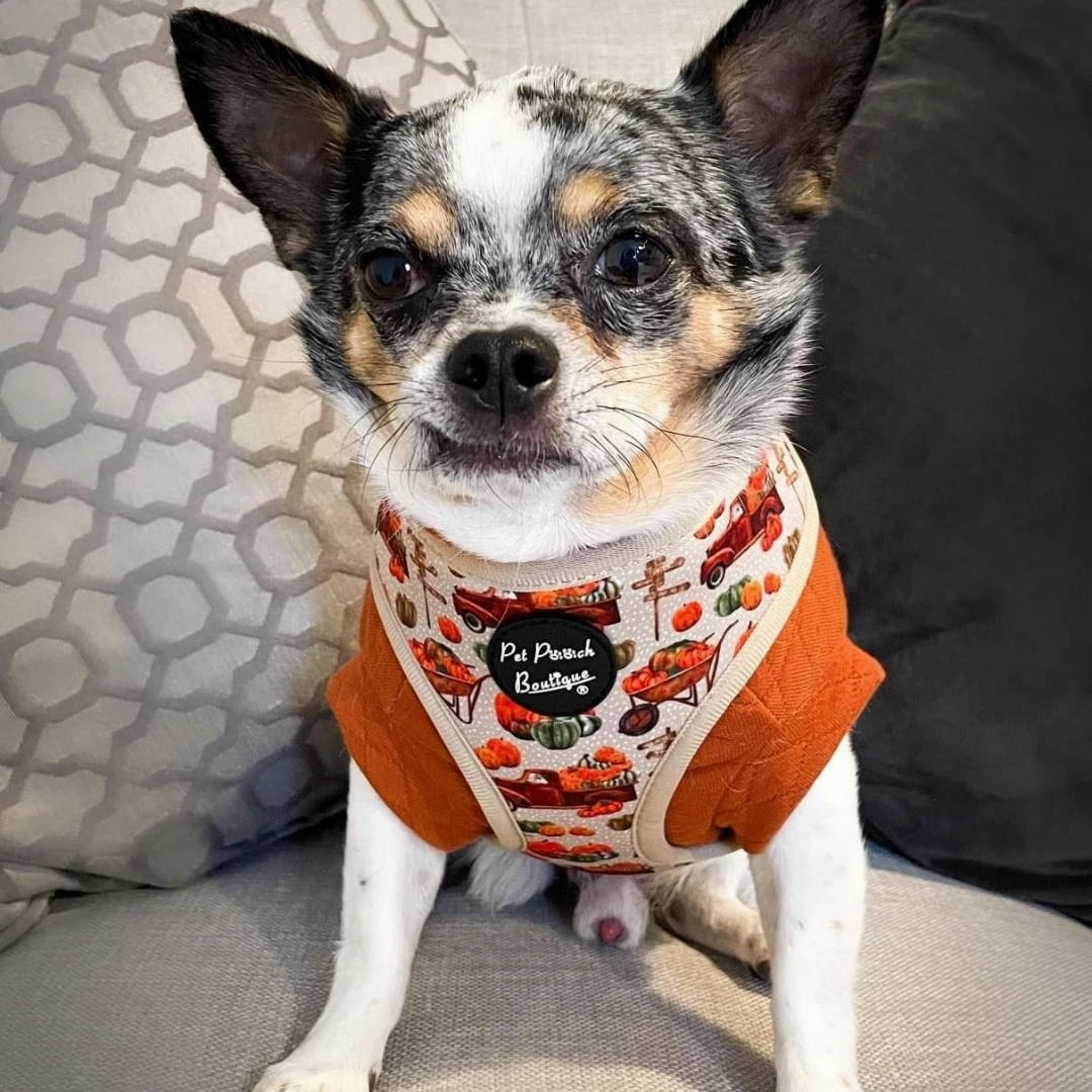 Pumpkin Patch Cart Dog Harness