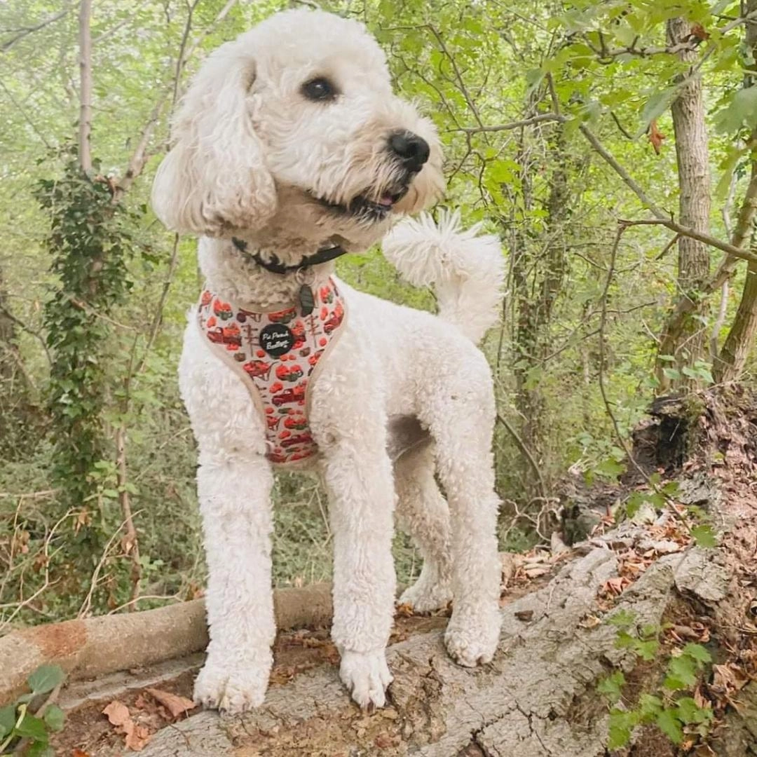 Pumpkin Patch Cart Dog Harness