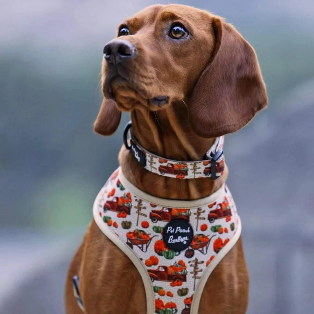 Pumpkin Patch Cart Dog Harness