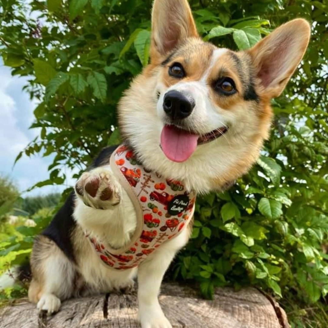Pumpkin Patch Cart Dog Harness
