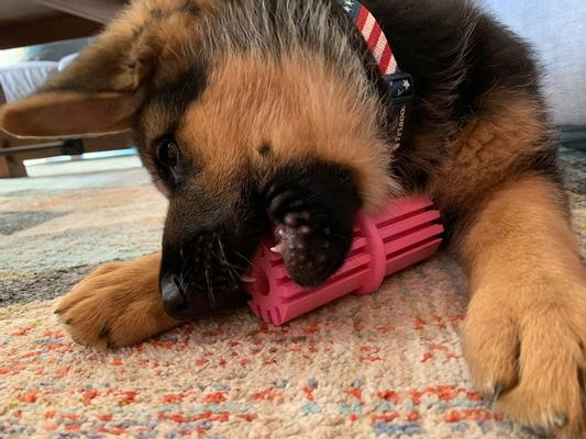 Puppy Teething Stick