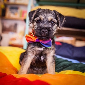 Rainbow Stripe Dog Bow Tie