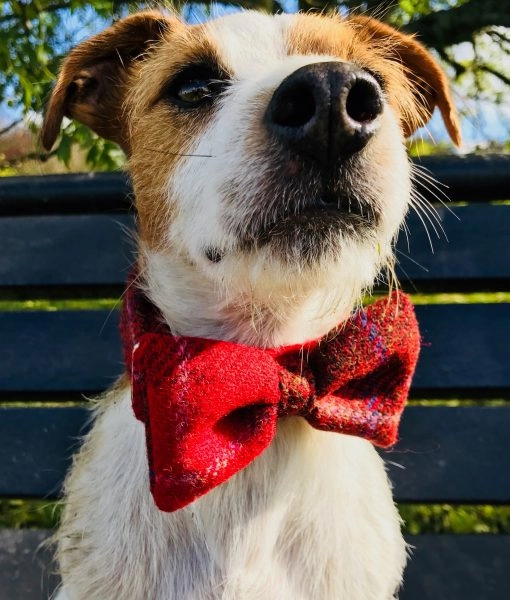 Red Berry Harris Tweed Bow Tie Designer Dog Collar