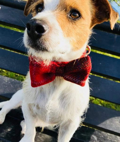 Red Berry Harris Tweed Bow Tie Designer Dog Collar