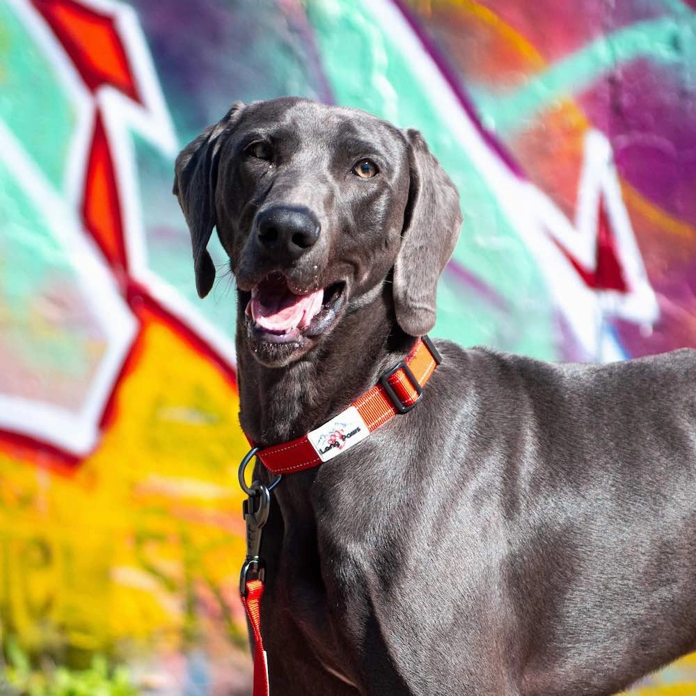 Red Reflective Dog Collar