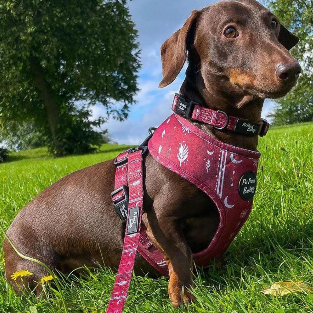 Red Titan Dog Harness