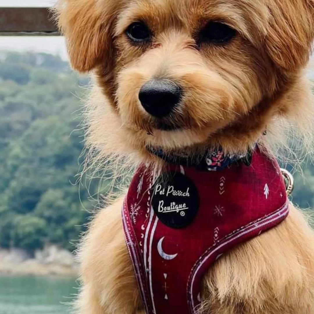 Red Titan Dog Harness