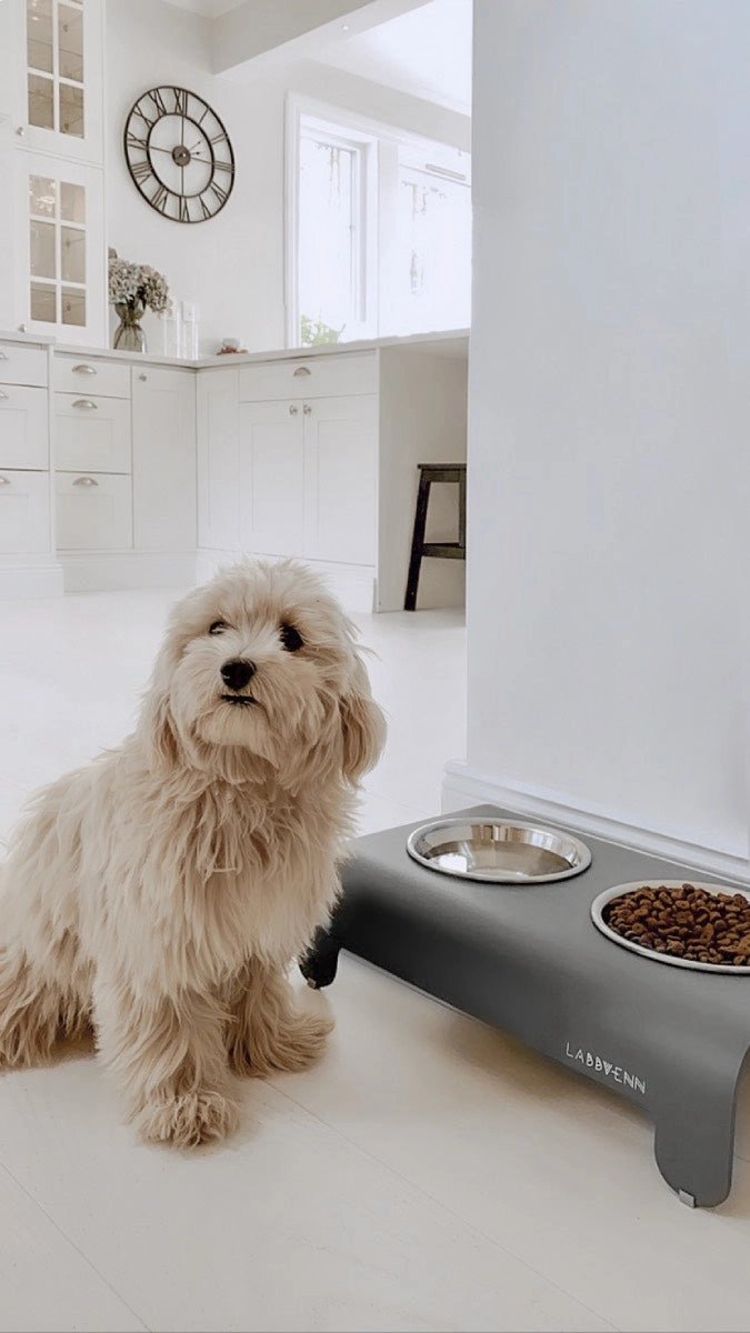 Rico Dog Feeder Grey by Labbvenn