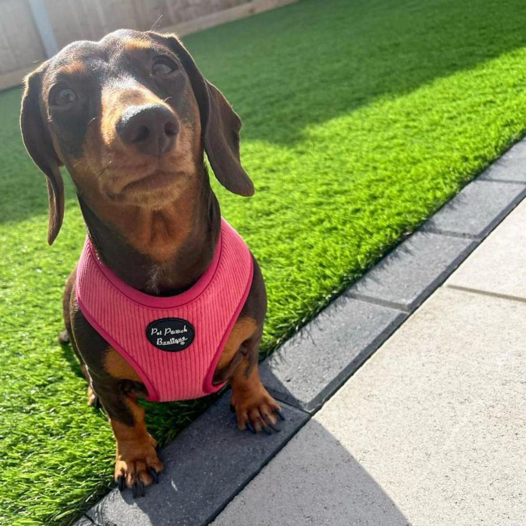 Rose Pink Cord Dog Harness