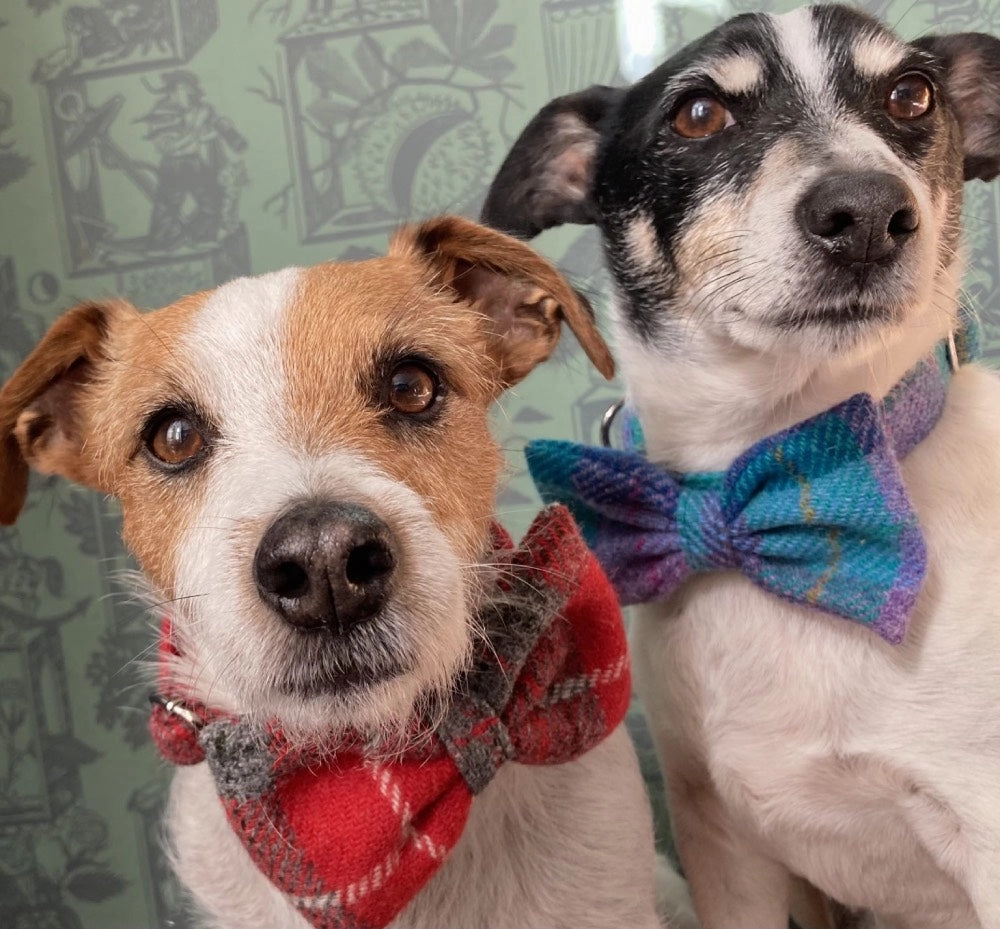 Ruby Red Harris Tweed Dog Collar With Detachable Bow Tie