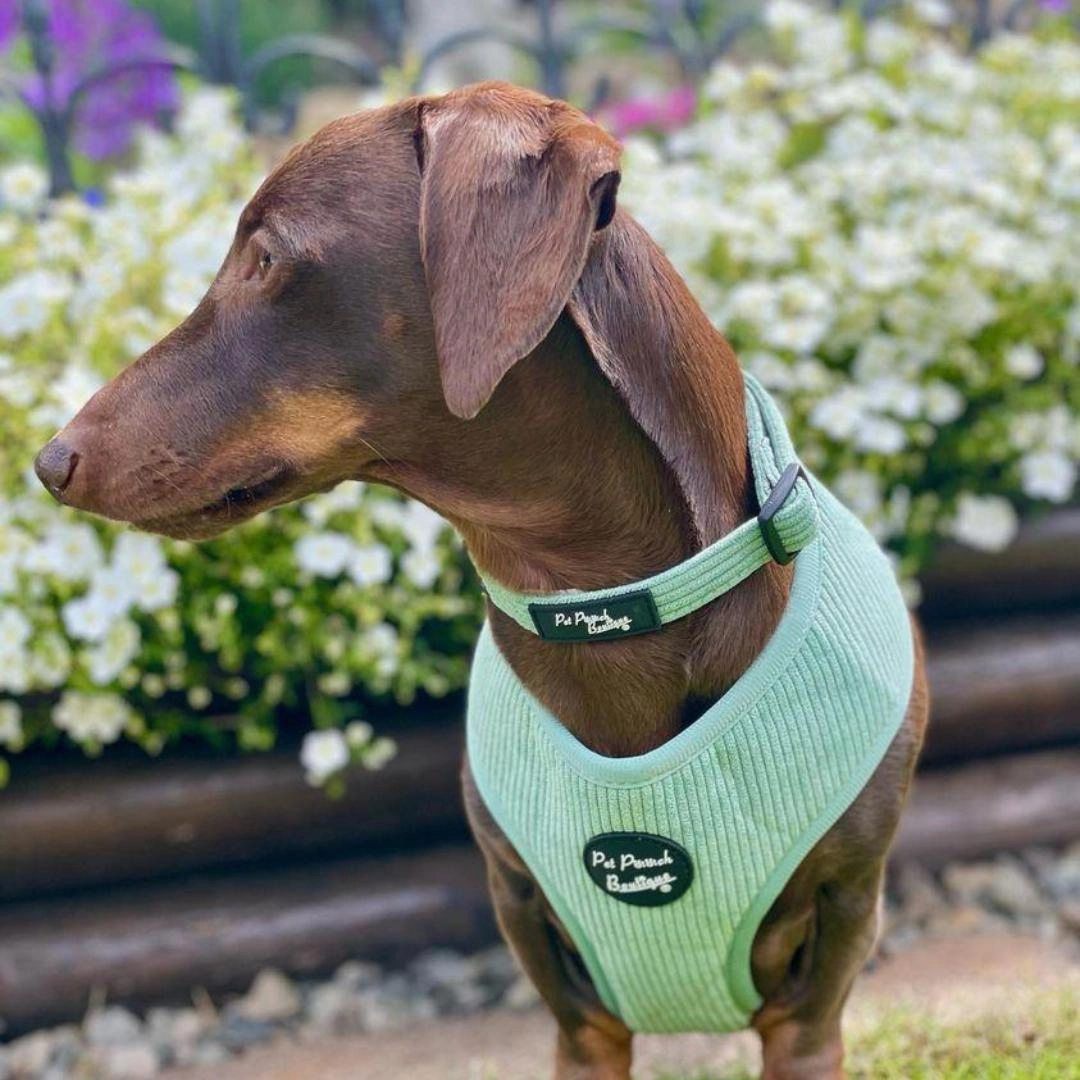 Sage Green Cord Dog Harness