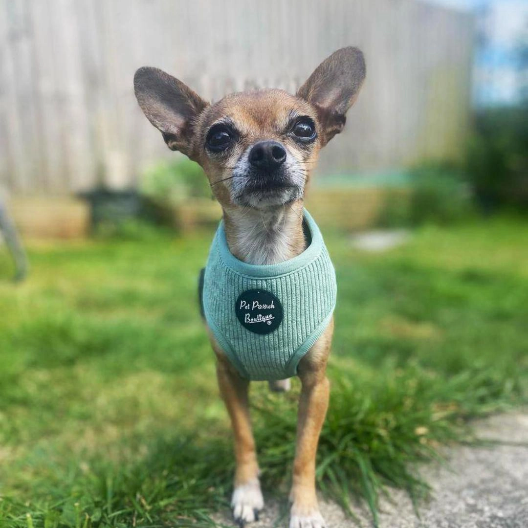 Sage Green Cord Dog Harness