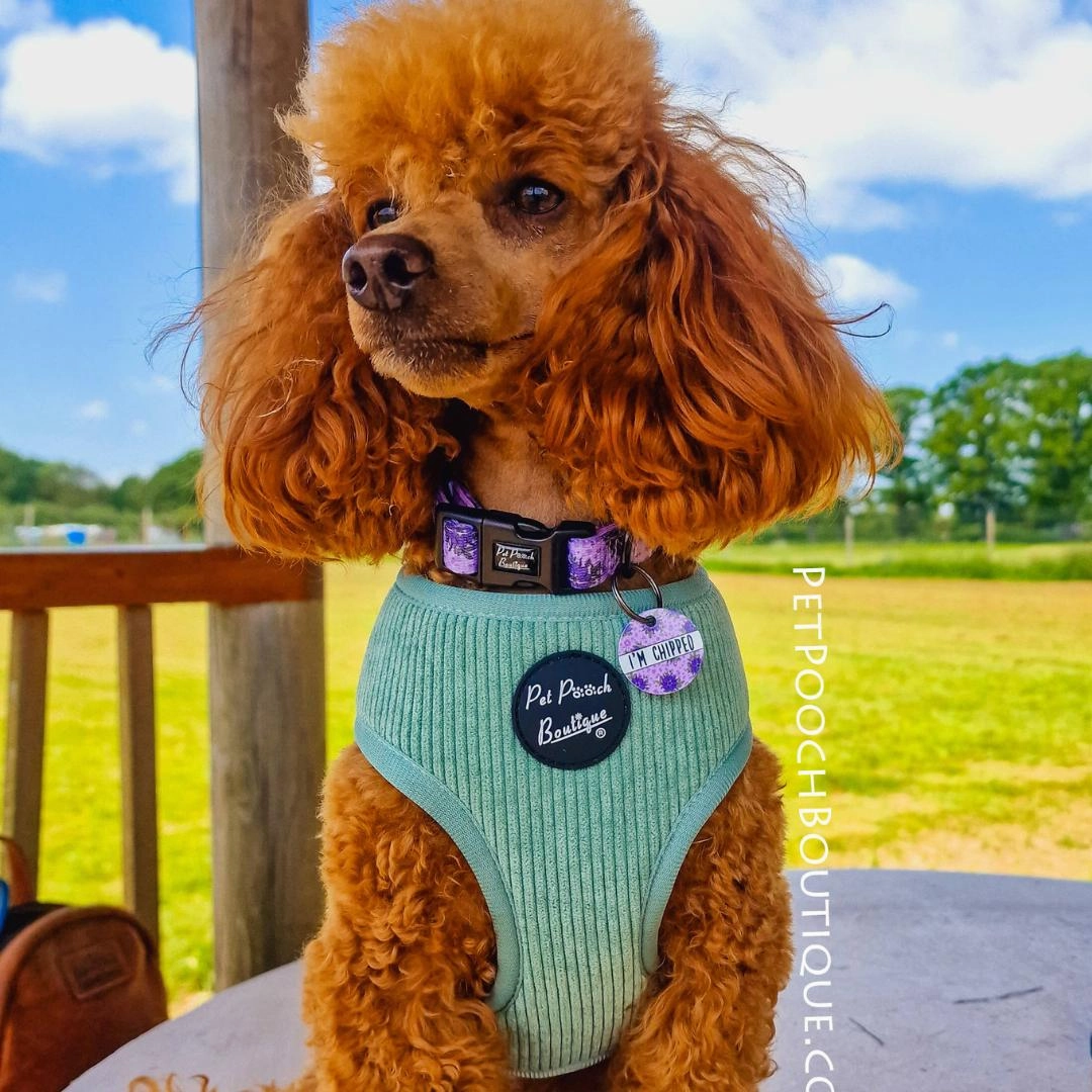 Sage Green Cord Dog Harness
