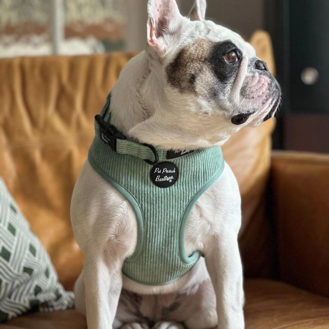 Sage Green Cord Dog Harness