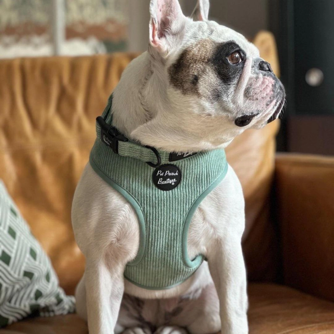 Sage Green Cord Dog Harness