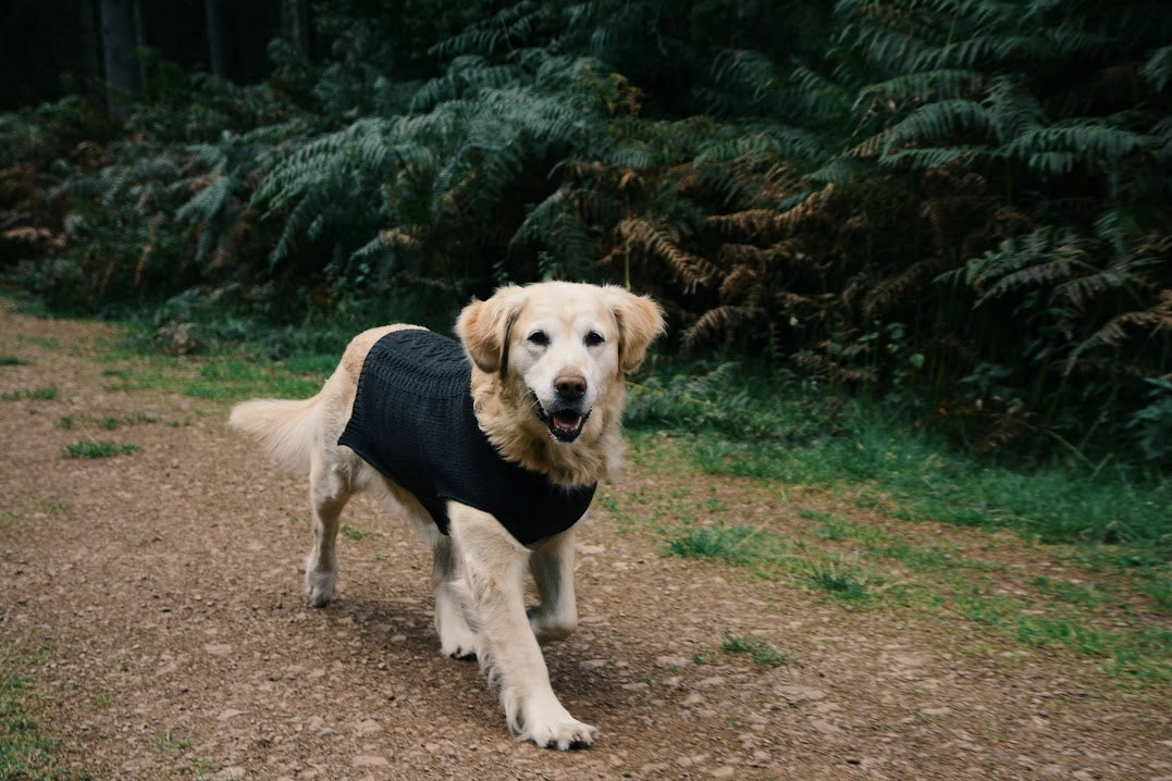 Slate Grey Cable Knit Dog Jumper by Sotnos