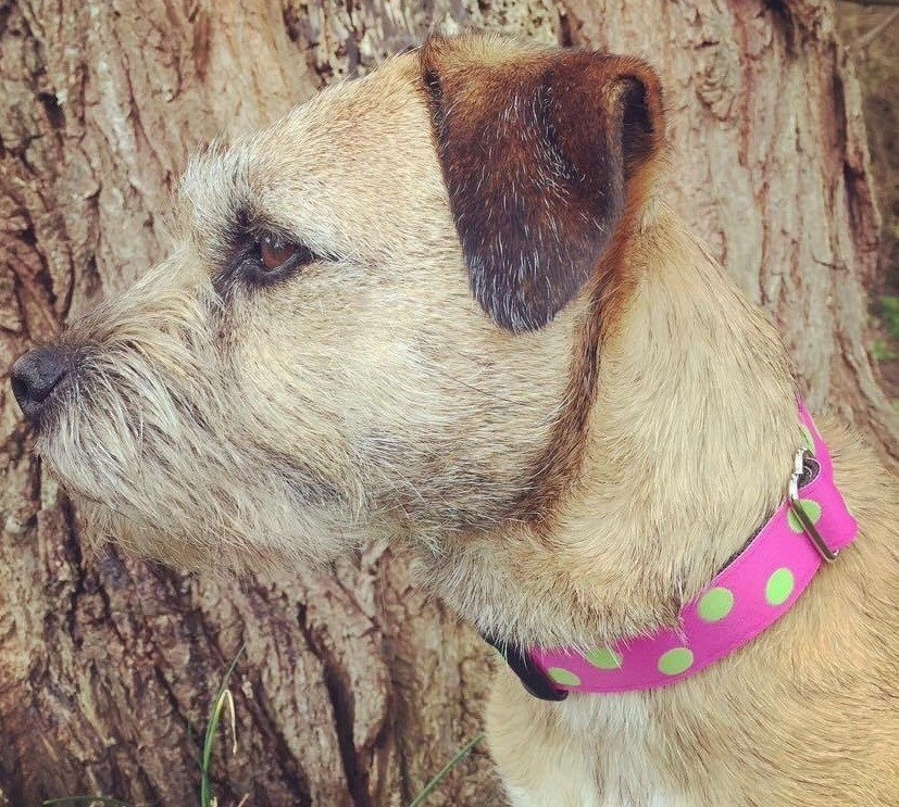 Sorbet Designer Dog Collar and Lead Set