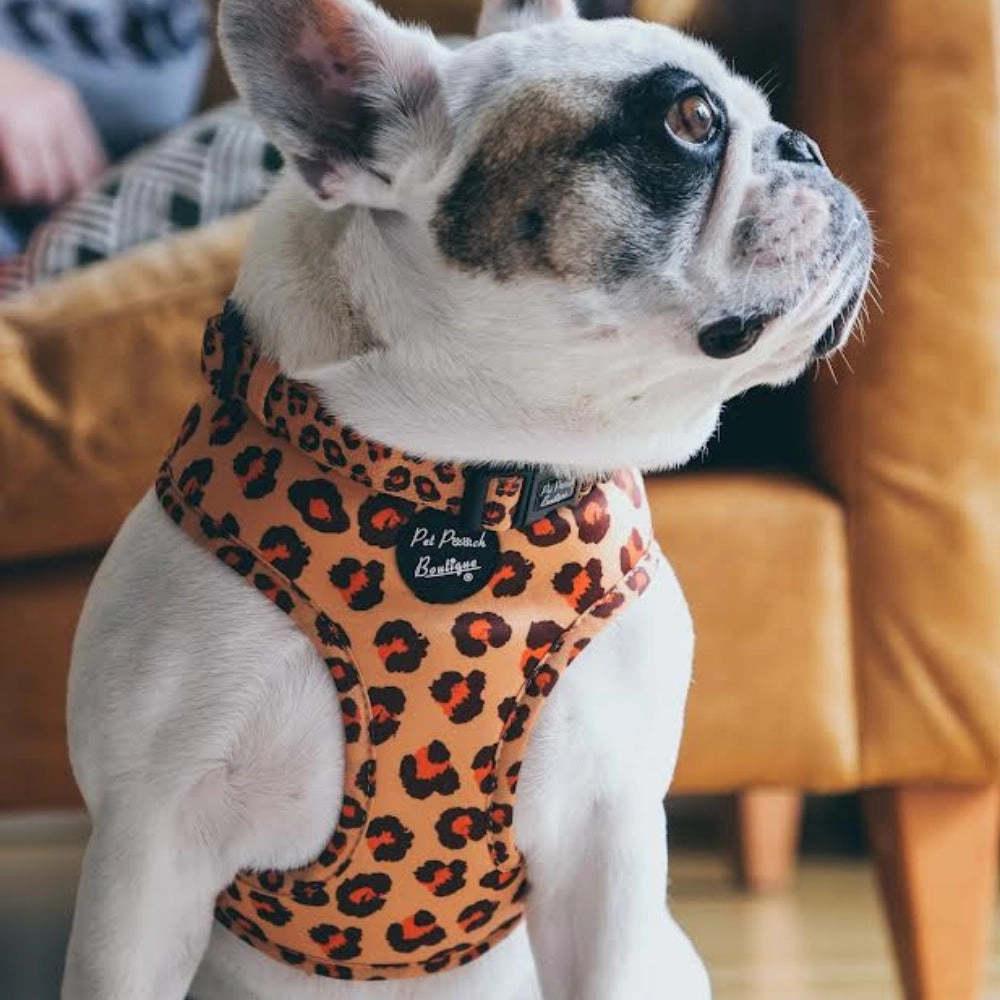 Spiced Honey Leopard Dog Harness