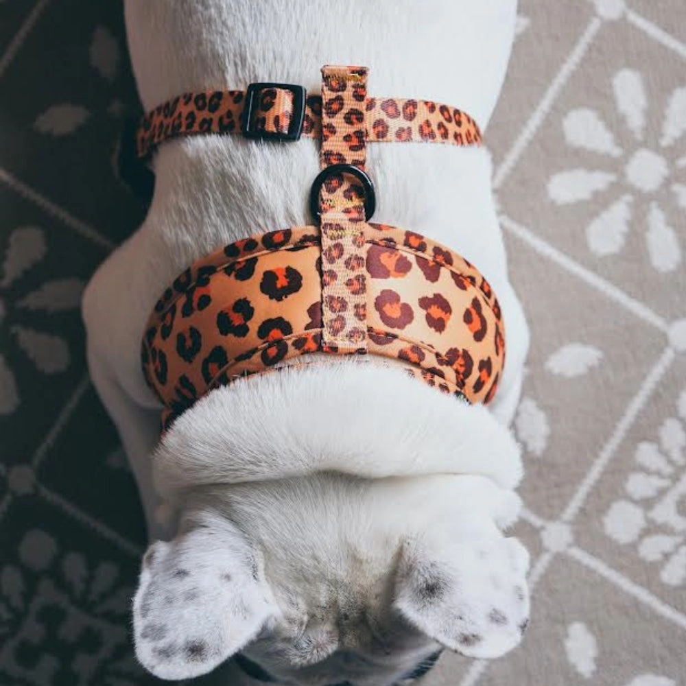 Spiced Honey Leopard Dog Harness