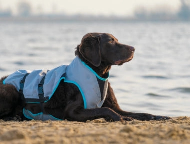 Suitical Dry Dog Cooling Vest